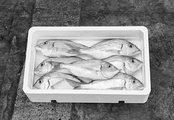 Contenitore per alimenti